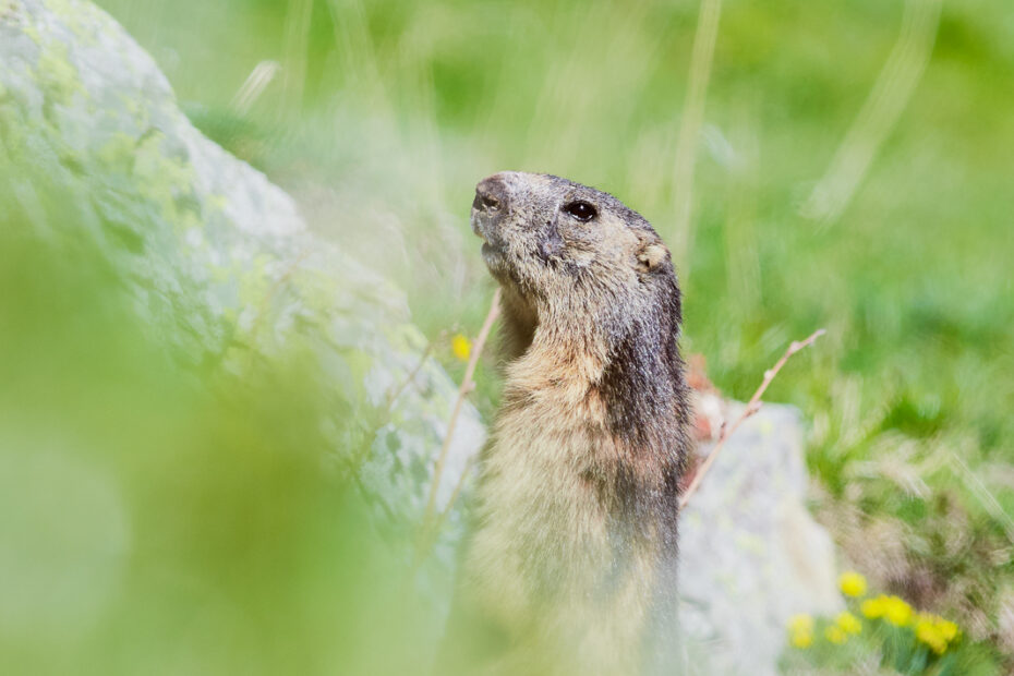 Histoire d'image : Les marmottes m'adoptent