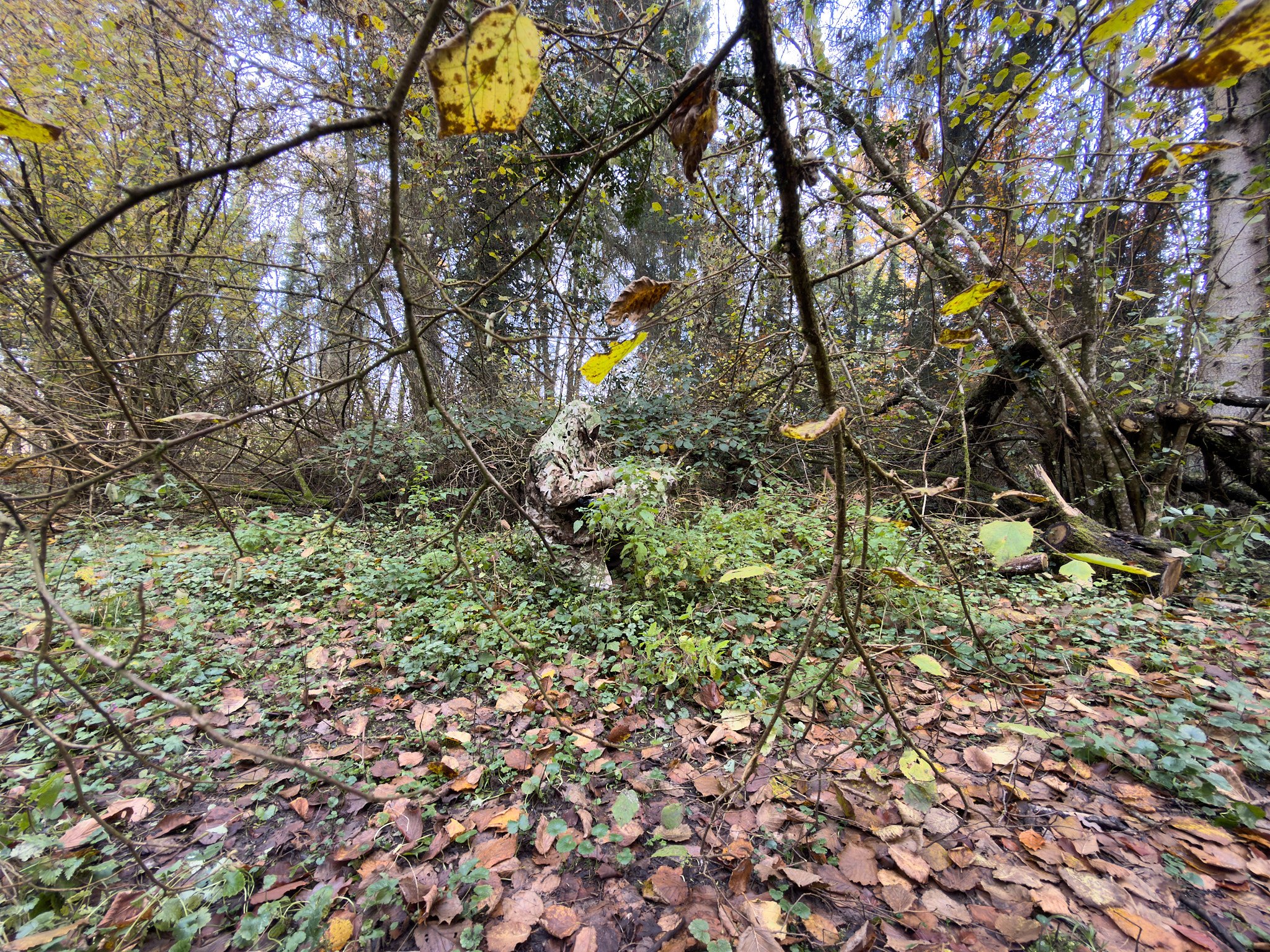 Symbiose 3D camouflage