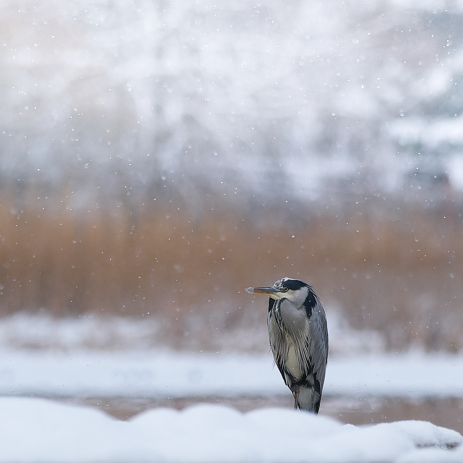 Sortie hivernale sur le lac de joux en kayak. L'observation de la nature est très différente en kayak: On ne fait pas de bruit et on empreinte des itinéraires en dehors de la zone de vigilance des animaux. La neige tombe abondamment ce jour là et j'ai eu le chance d'observer de nombreuses espèces avec une grande proximité dans un décor inédit.