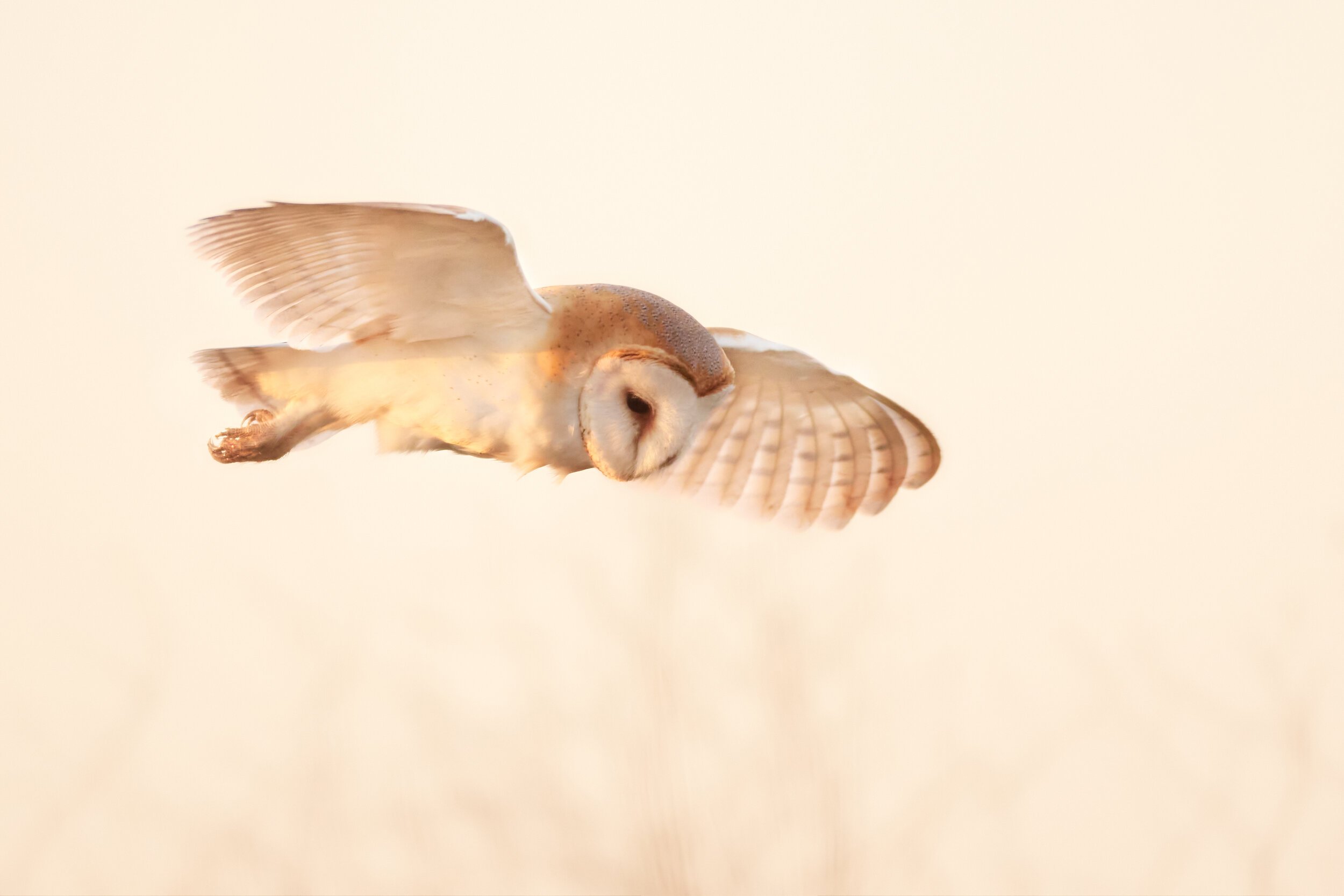 Photo show:rapace, chouette, hibou, moyen-duc, effraie, vendée. Captured at La Rochelle,France on 19 Jan, 2020 by Nicolas Blanc Photography for nature conservation. All animals are free in their wild environnment.