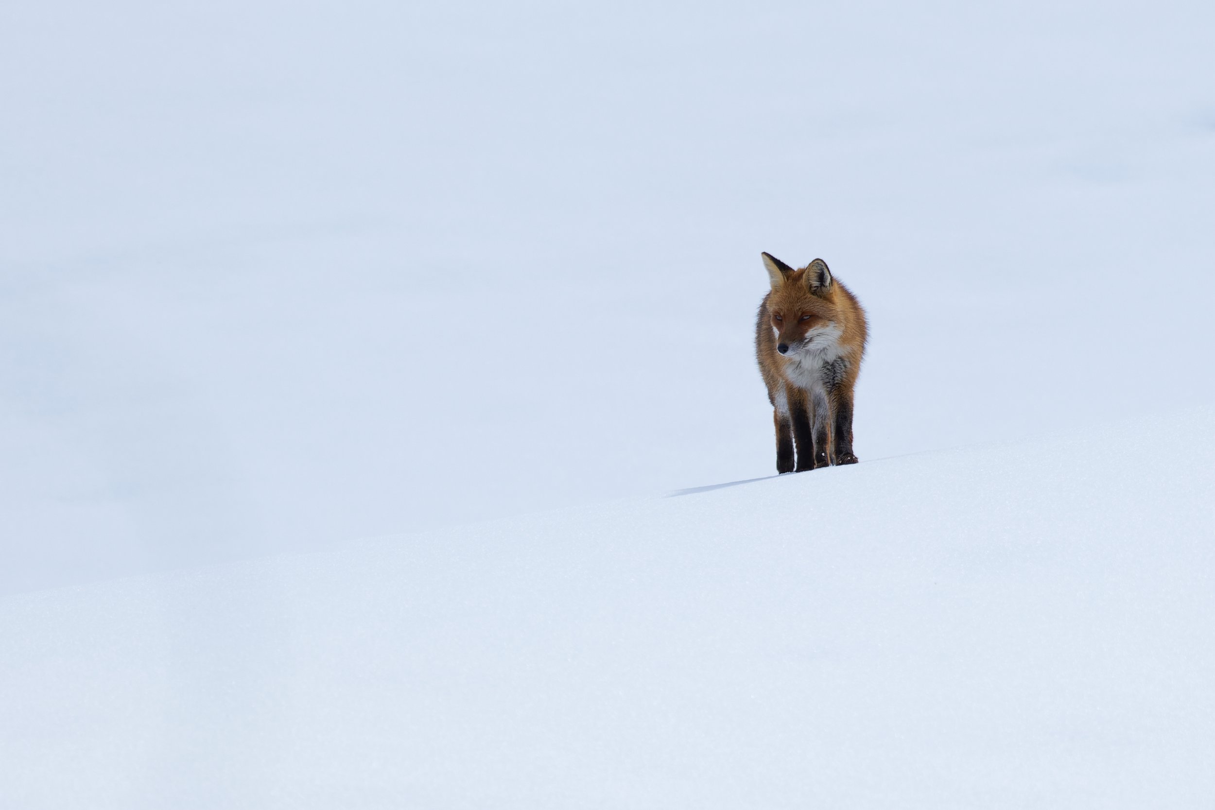 Renard roux dans la neige