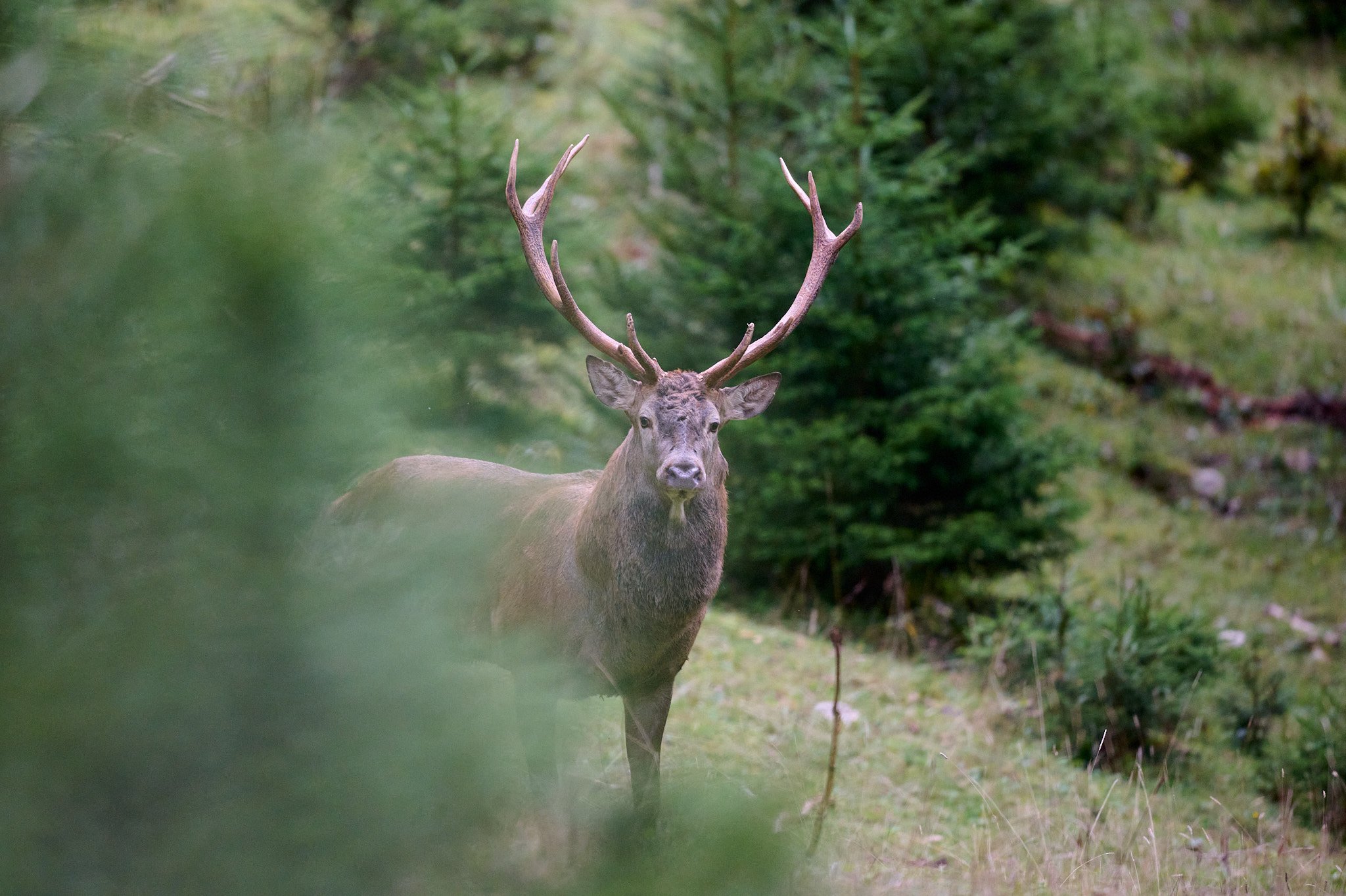 Brame du cerf 2024: A la rencontre des grands cerfs de la Vallée de Joux.