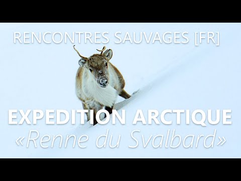 Rencontres sauvages 02 - FEVRIER Expédition Arctique dans la tempête - Renne du Svalbard - vignette vidéo YouTube