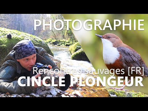 Short film exploration nature : Le cincle plongeur - vignette vidéo YouTube