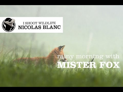 Rainy morning with mister Fox - vignette vidéo YouTube