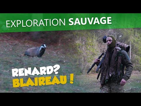 Short film exploration sauvage - rencontre avec le blaireau au lieu du renard ? - vignette vidéo YouTube
