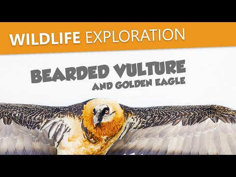 Short film photographie animalière - Rencontre avec le gypaète barbu et l'aigle royal - vignette vidéo YouTube