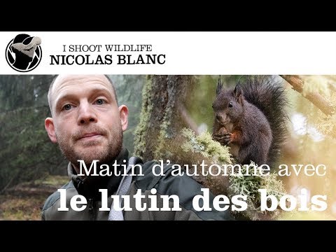 Histoire d'image - matin d'automne avec le lutin des bois [ECUREUIL] - vignette vidéo YouTube