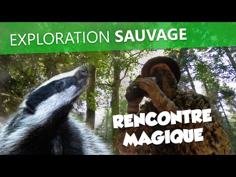 Short film exploration sauvage - rencontre magique avec les blaireautins (meles meles) - vignette vidéo YouTube