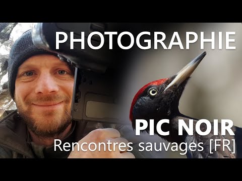 Short film exploration nature : 3 heures pour observer le pic noir - vignette vidéo YouTube