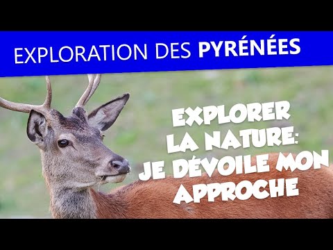 Comment pister et photographier les cerfs ? Je dévoile ma technique - vignette vidéo YouTube